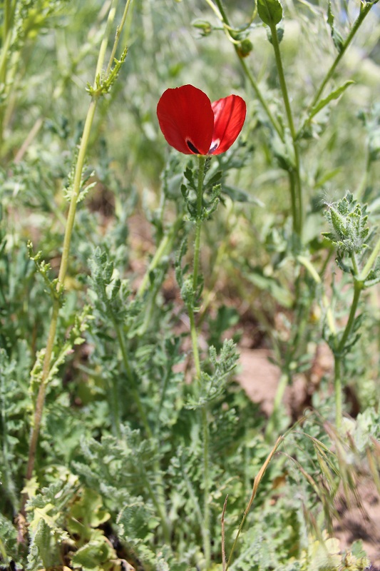 Изображение особи Glaucium corniculatum.