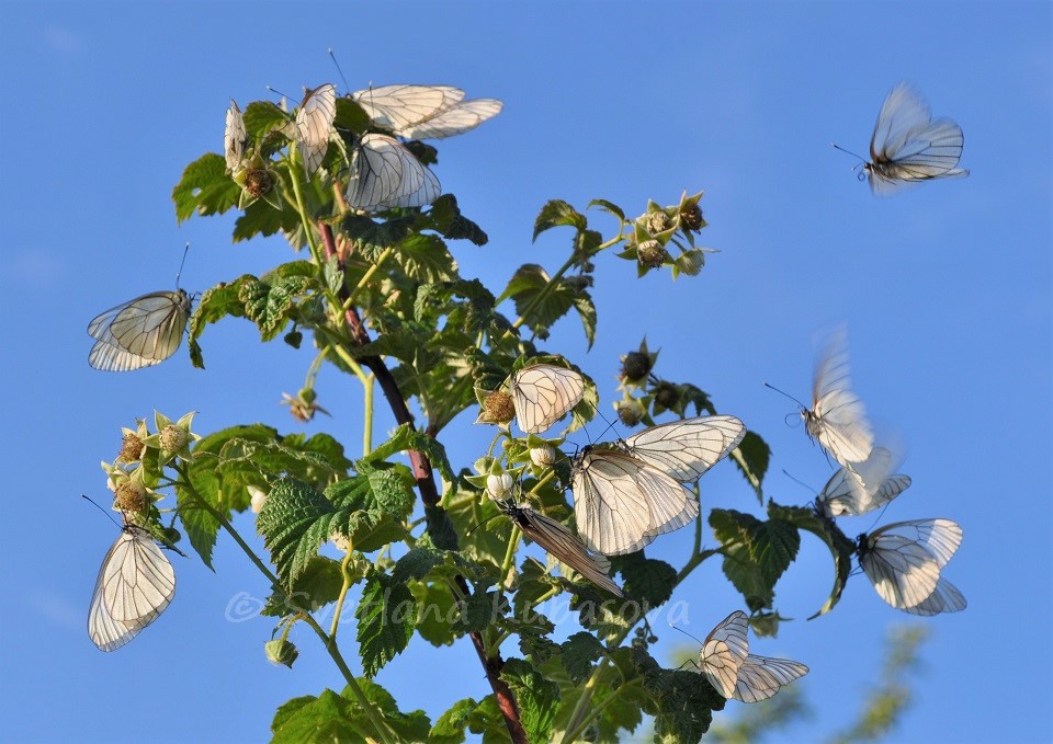 Image of Rubus idaeus specimen.