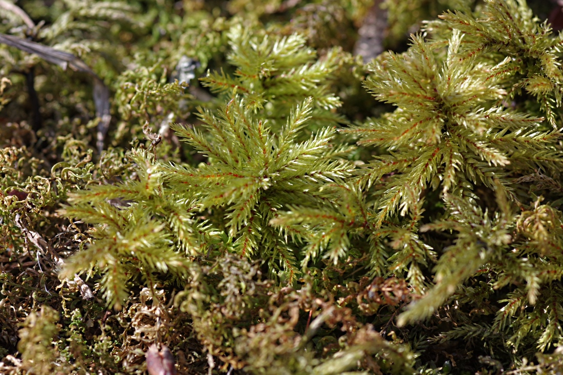 Изображение особи Climacium dendroides.