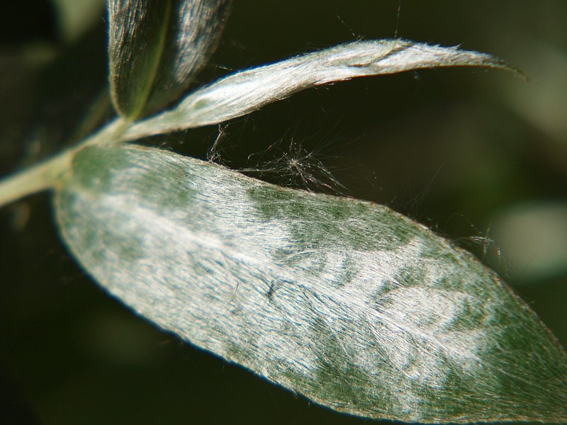 Image of Salix alba specimen.