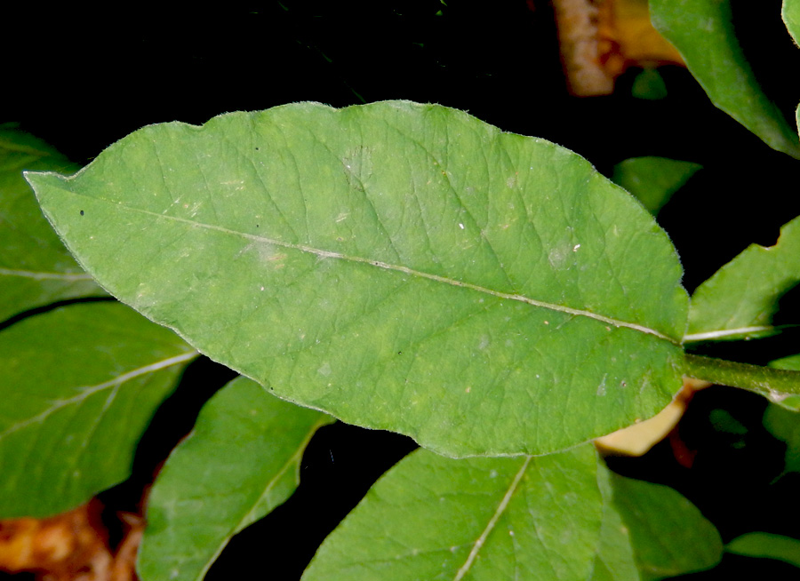 Image of Euphorbia squamosa specimen.