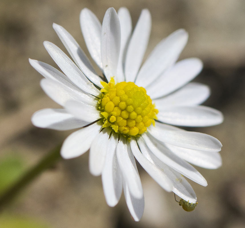 Image of Bellis annua specimen.