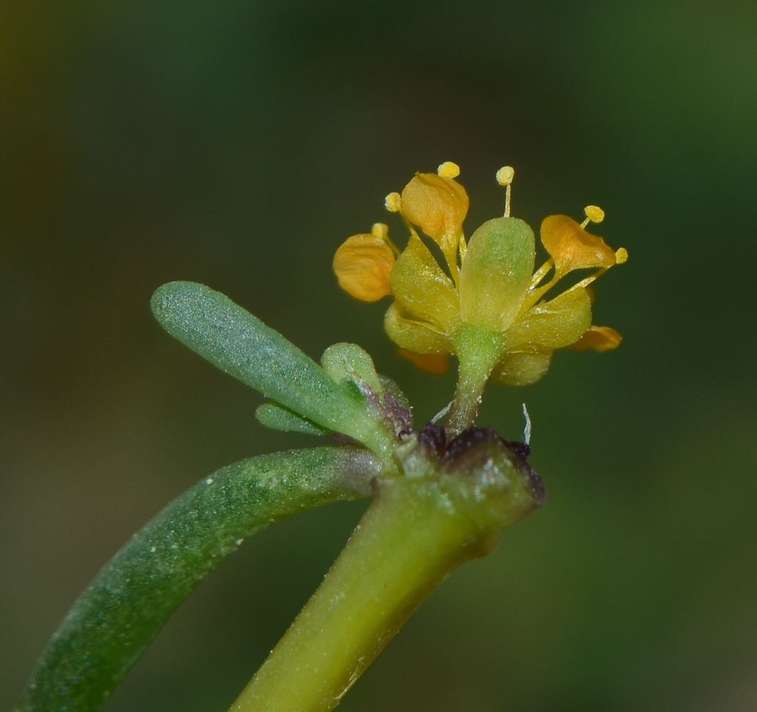 Изображение особи Tetraena simplex.