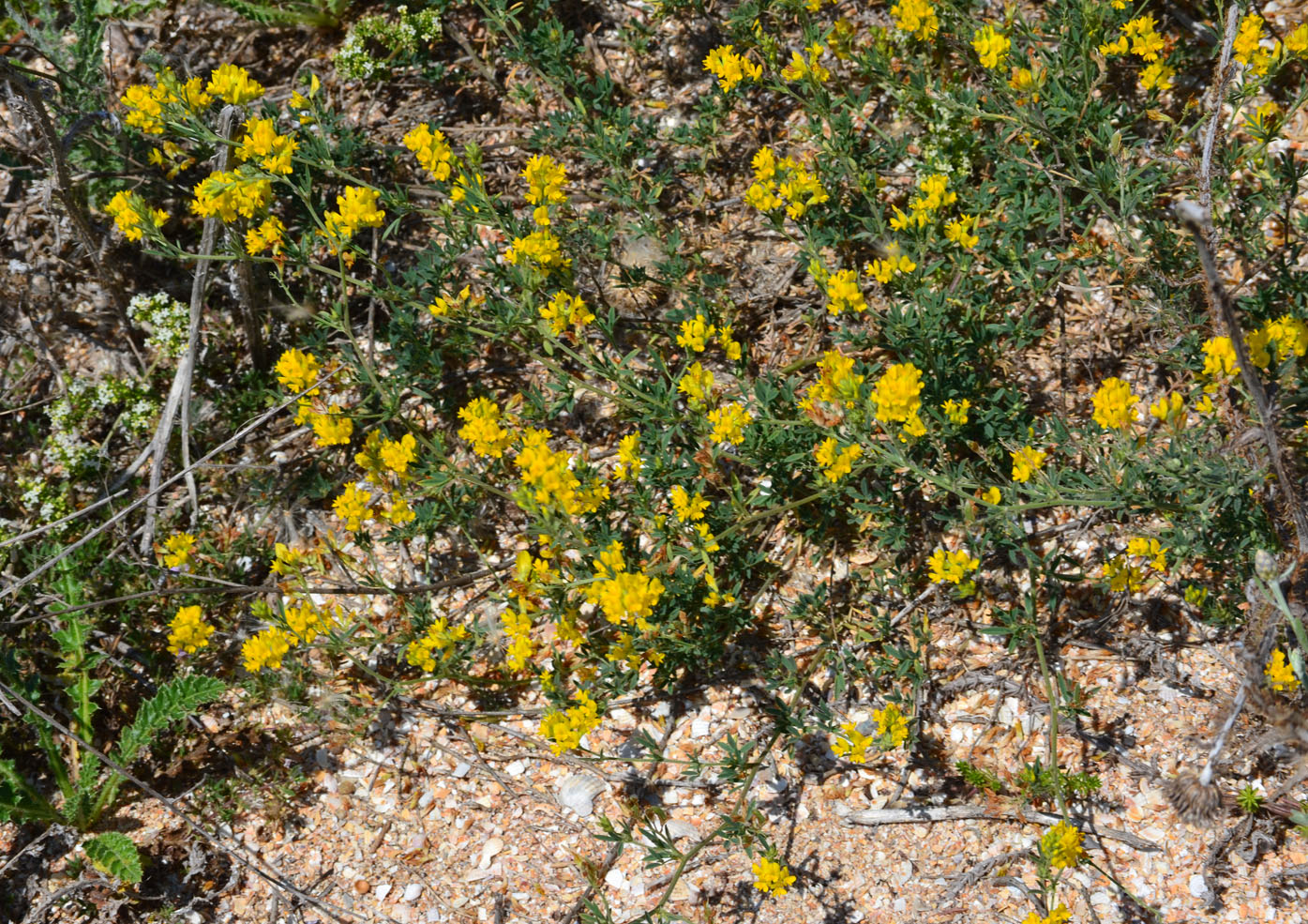 Изображение особи Medicago falcata.