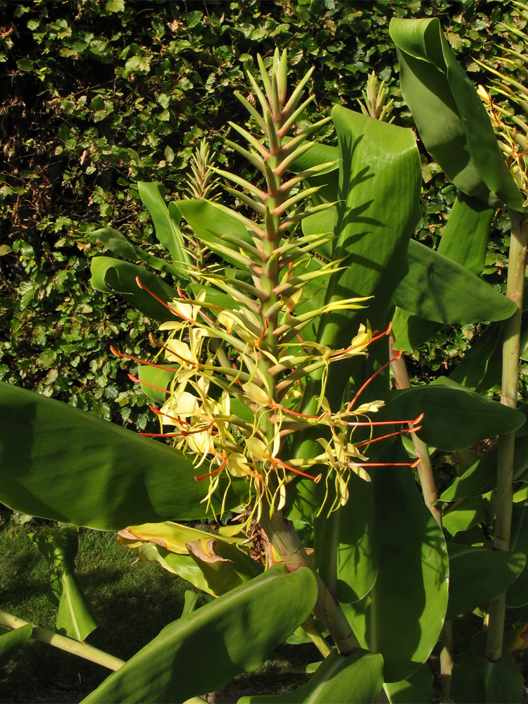 Image of Hedychium gardnerianum specimen.