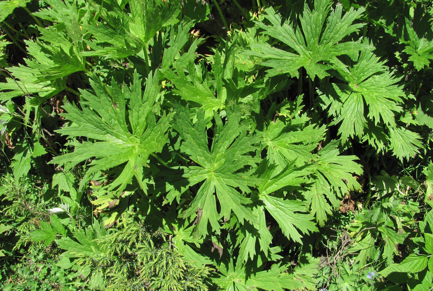 Image of Aconitum orientale specimen.