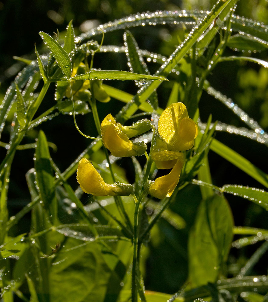 Image of Lathyrus pratensis specimen.