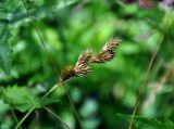 Carex leporina. Соплодие. Московская обл., окр. г. Железнодорожный, берег ручья на опушке смешанного леса. 29.06.2016.