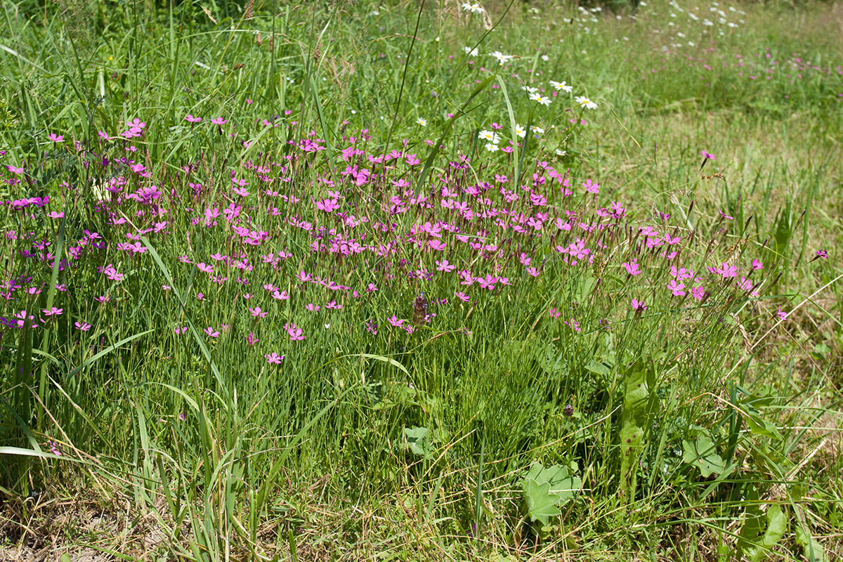 Image of Dianthus deltoides specimen.