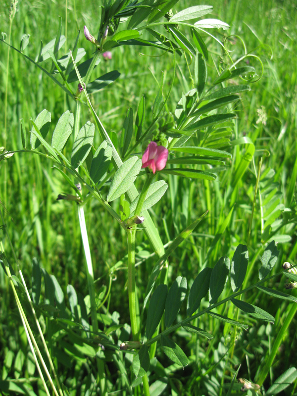 Image of Vicia angustifolia specimen.