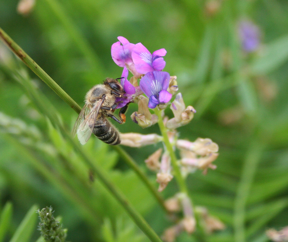 Image of Oxytropis glabra specimen.