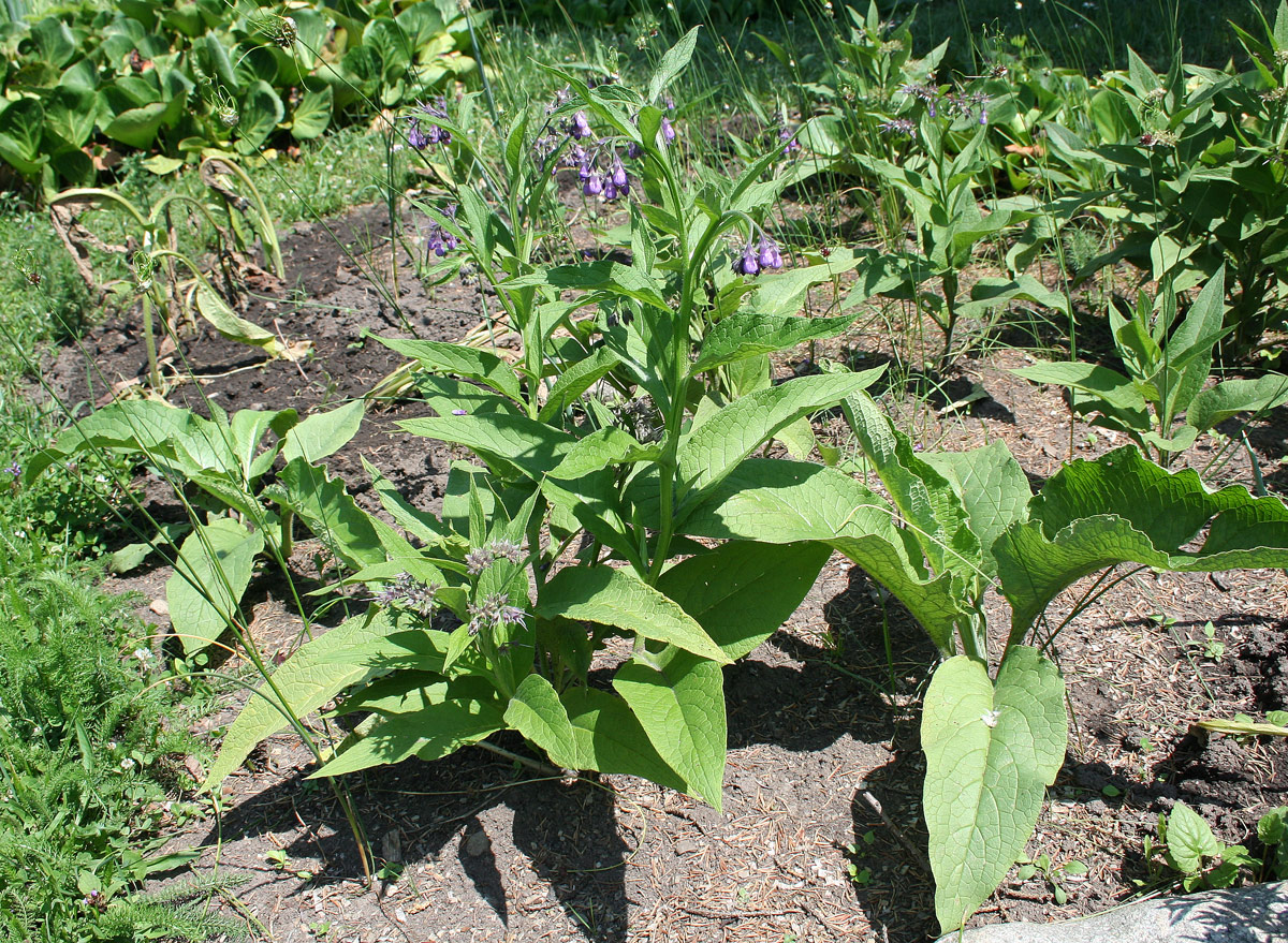 Image of Symphytum officinale specimen.