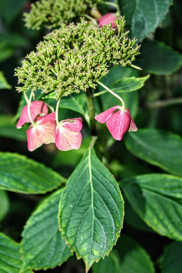 Image of Hydrangea macrophylla specimen.