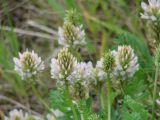 Astragalus austrosibiricus. Соцветия. Иркутская обл., Усольский р-н, окр. пос. Биликтуй, луг. 20.06.2016.