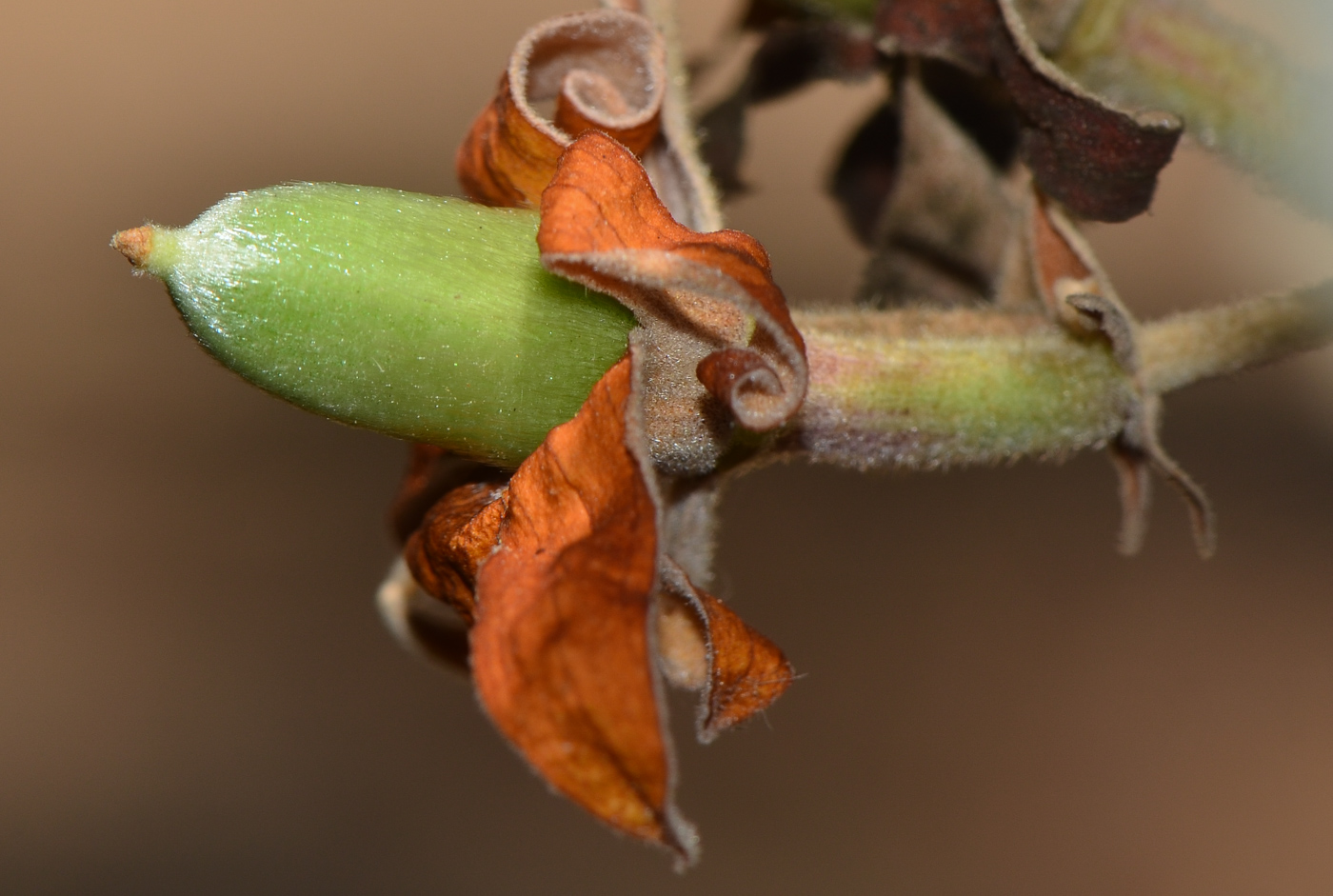 Image of Luehea divaricata specimen.