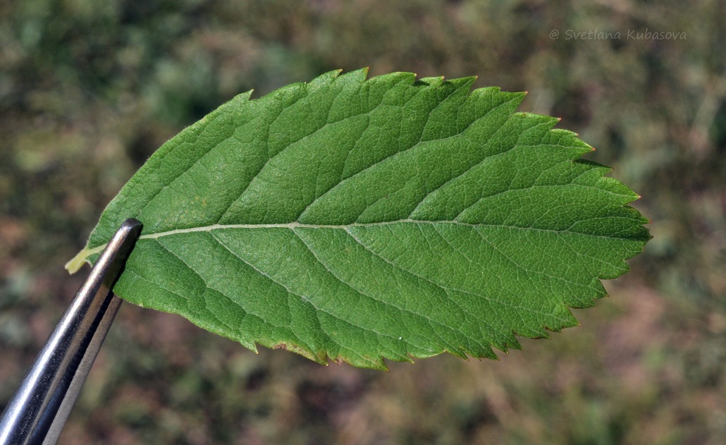 Image of Spiraea &times; billardii specimen.