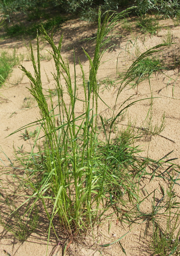 Изображение особи Agrostis gigantea.