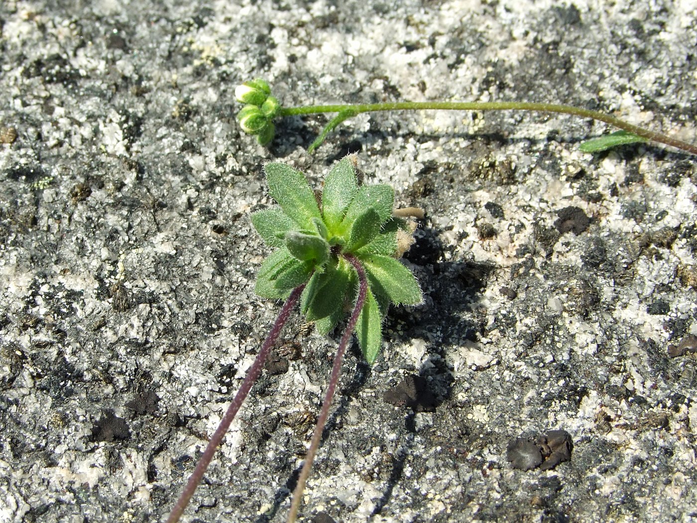 Image of Draba ussuriensis specimen.