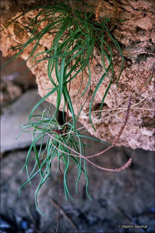 Image of Plantago salsa specimen.