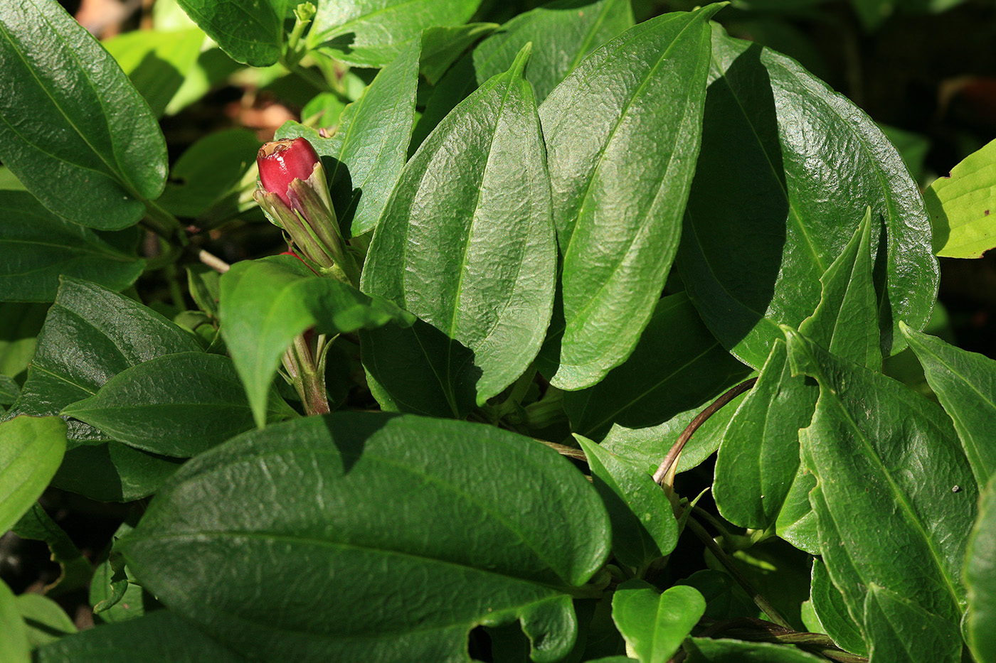 Image of Crawfurdia japonica specimen.