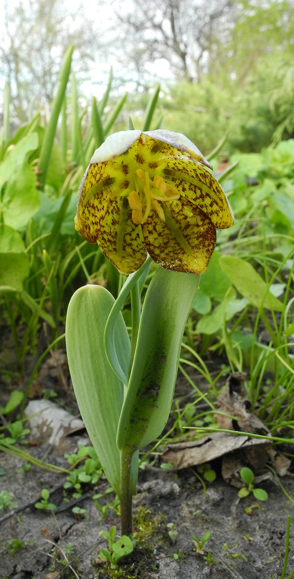 Image of Fritillaria crassifolia specimen.