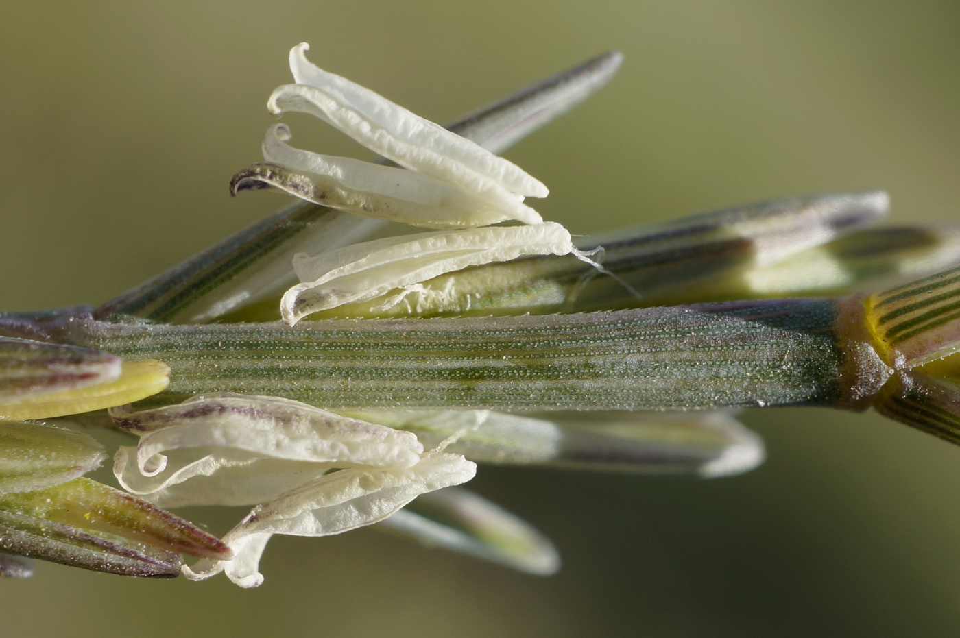 Image of Elytrigia nodosa specimen.