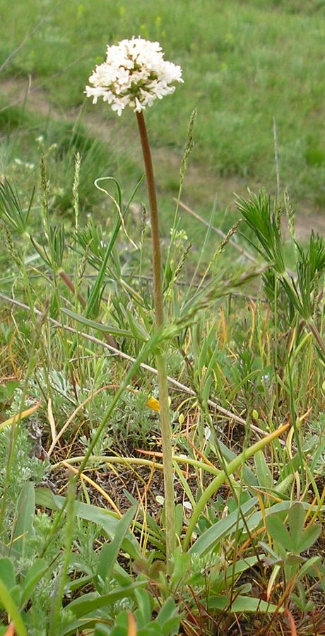 Изображение особи Valeriana tuberosa.