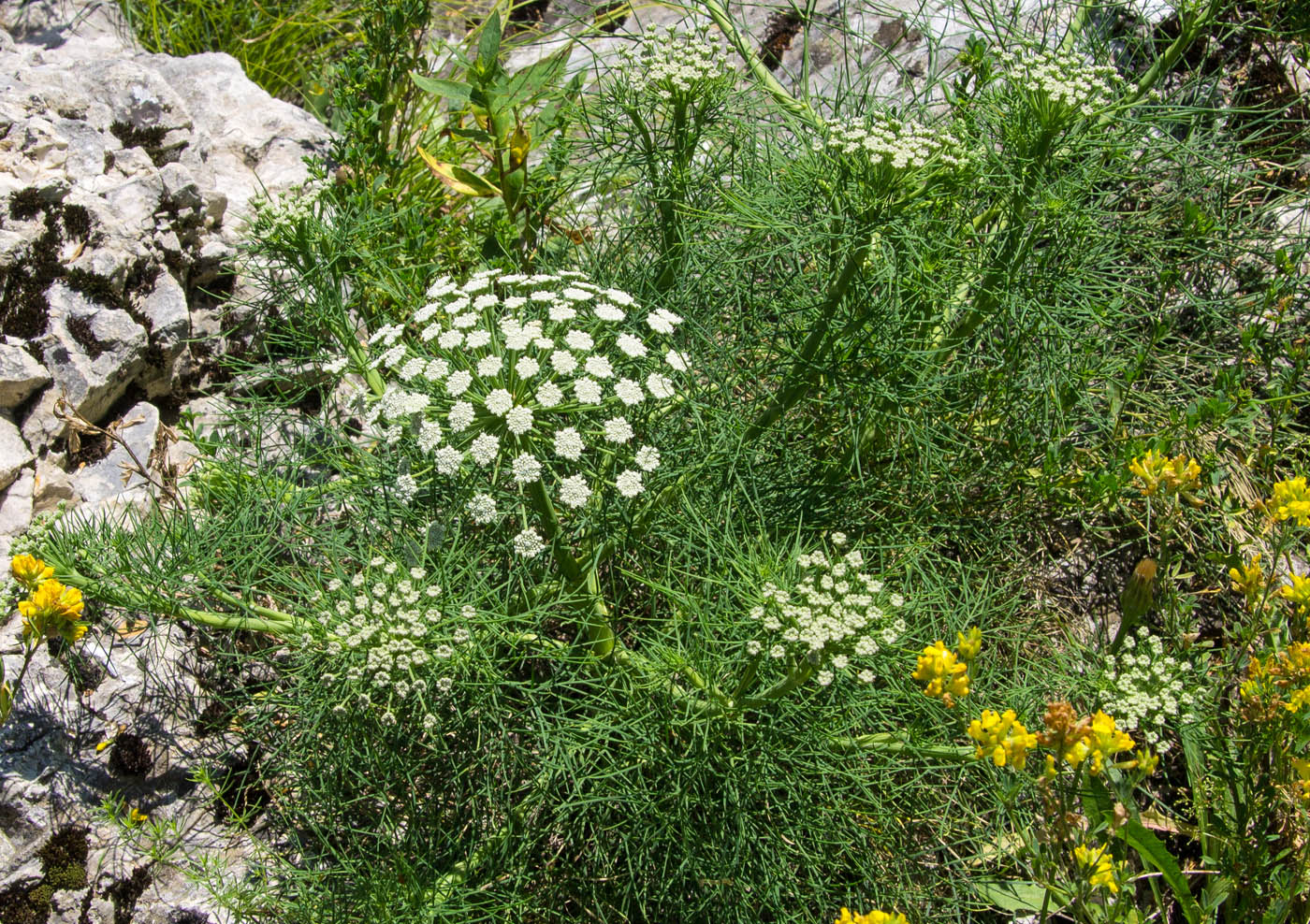 Image of Seseli rupicola specimen.