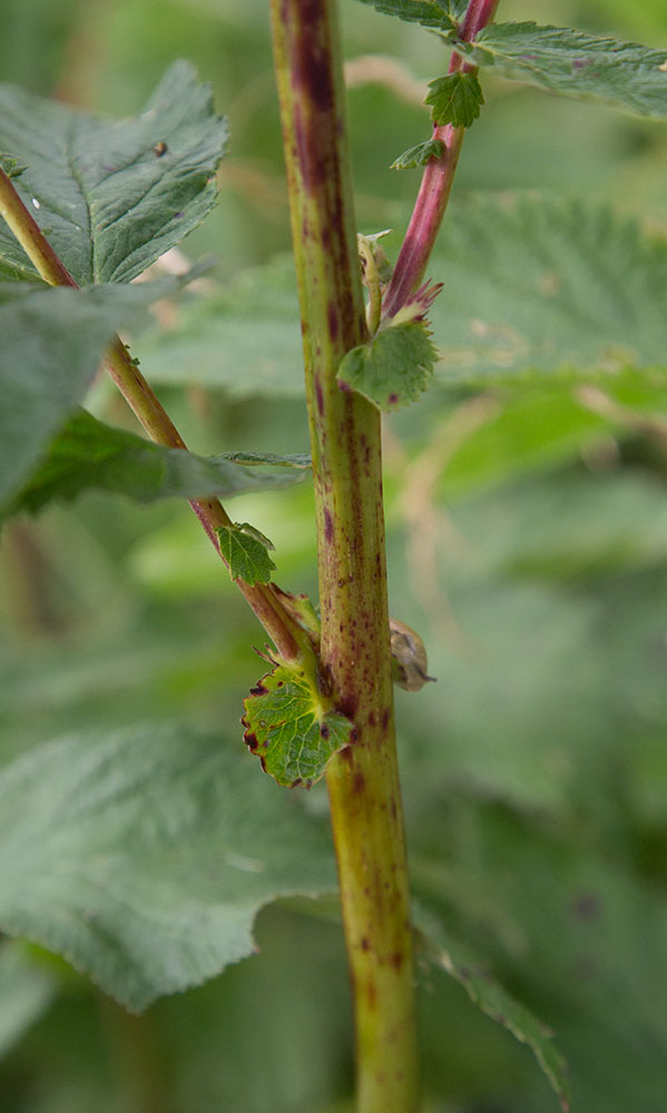 Изображение особи Filipendula ulmaria.