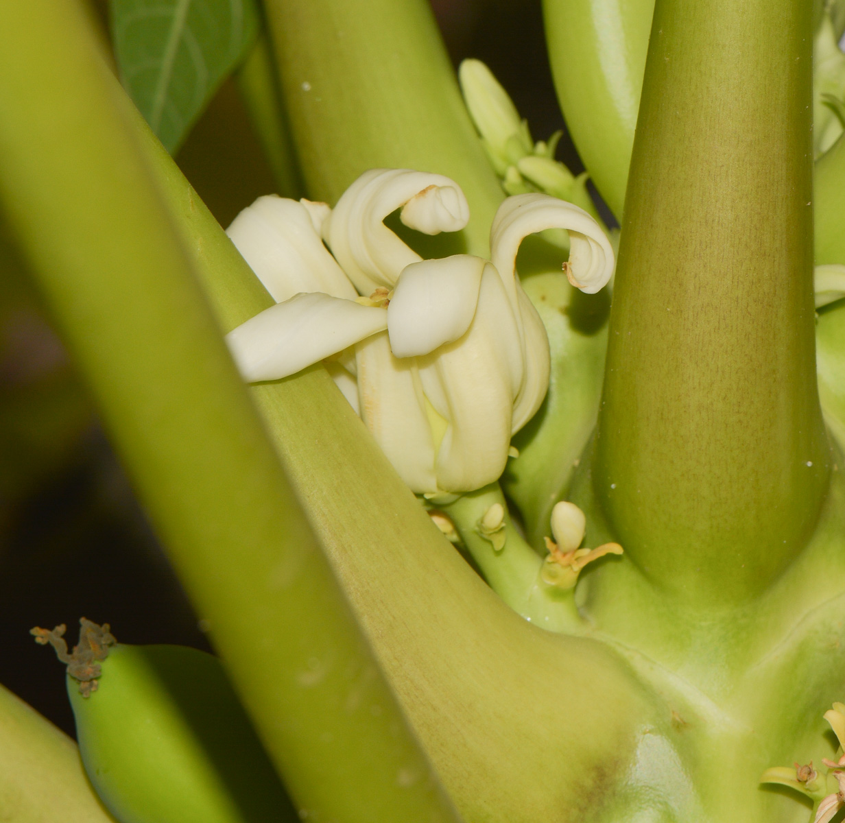 Image of Carica papaya specimen.