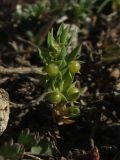 Asterolinon linum-stellatum