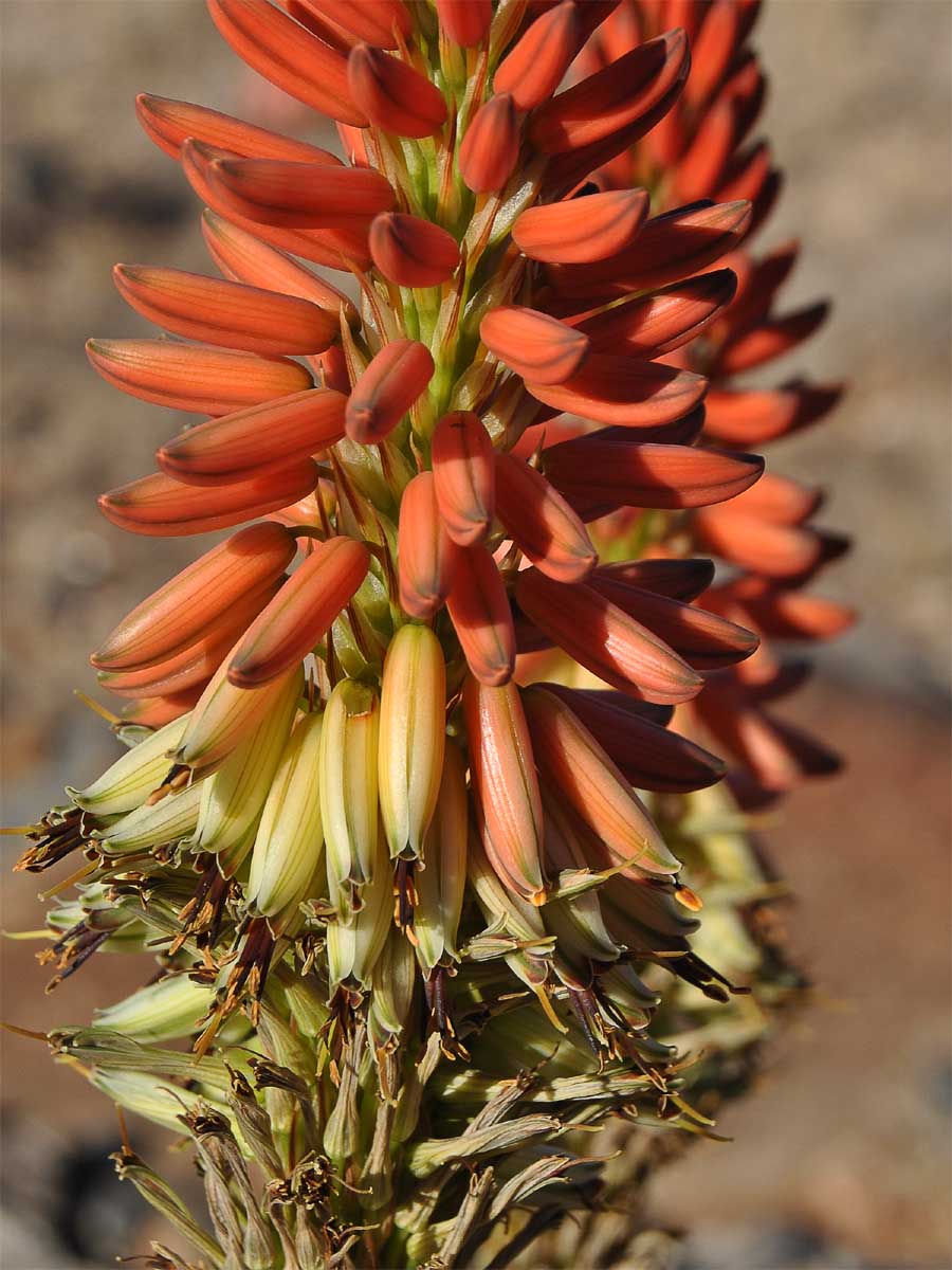 Изображение особи Aloe gariepensis.