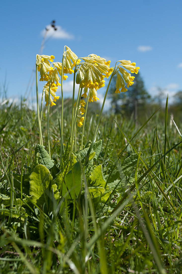 Image of Primula veris specimen.