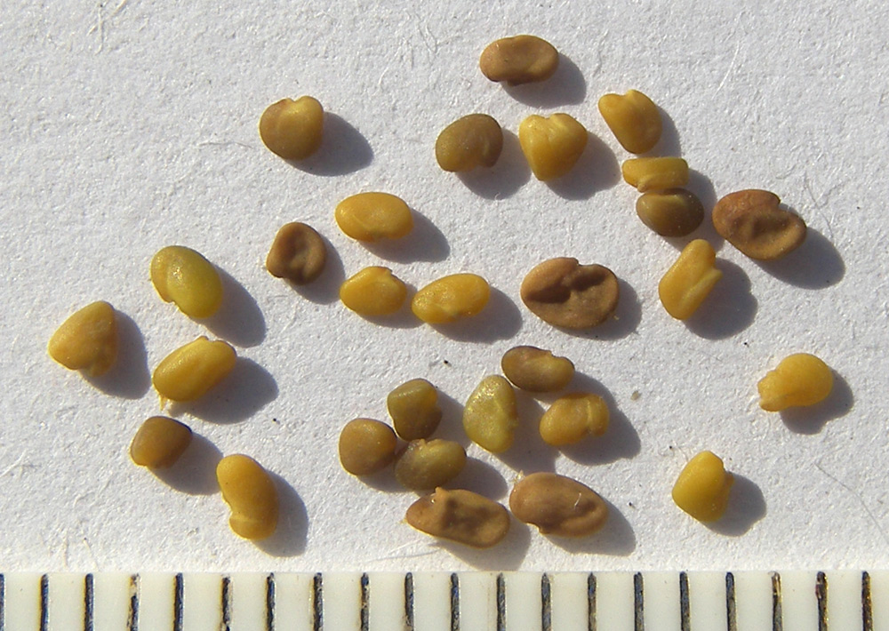 Image of Medicago vardanis specimen.