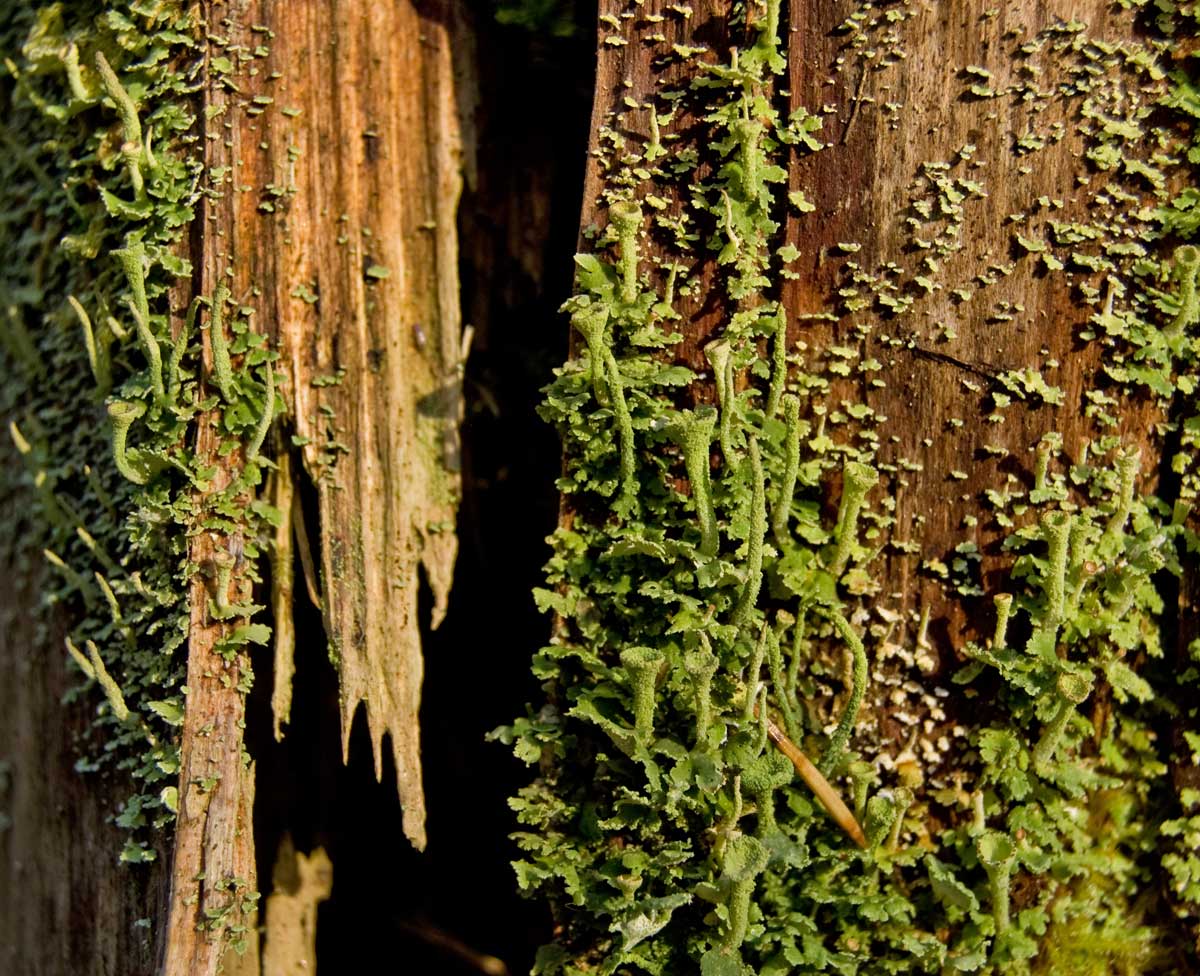 Image of genus Cladonia specimen.