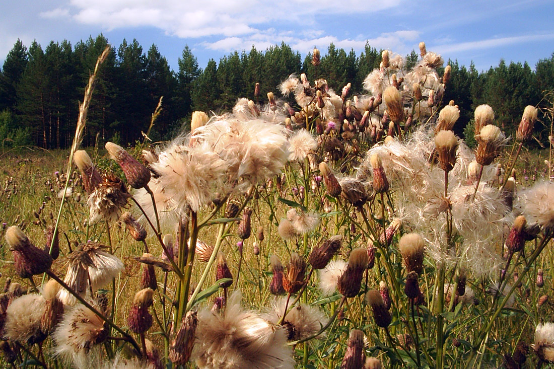 Изображение особи Cirsium setosum.