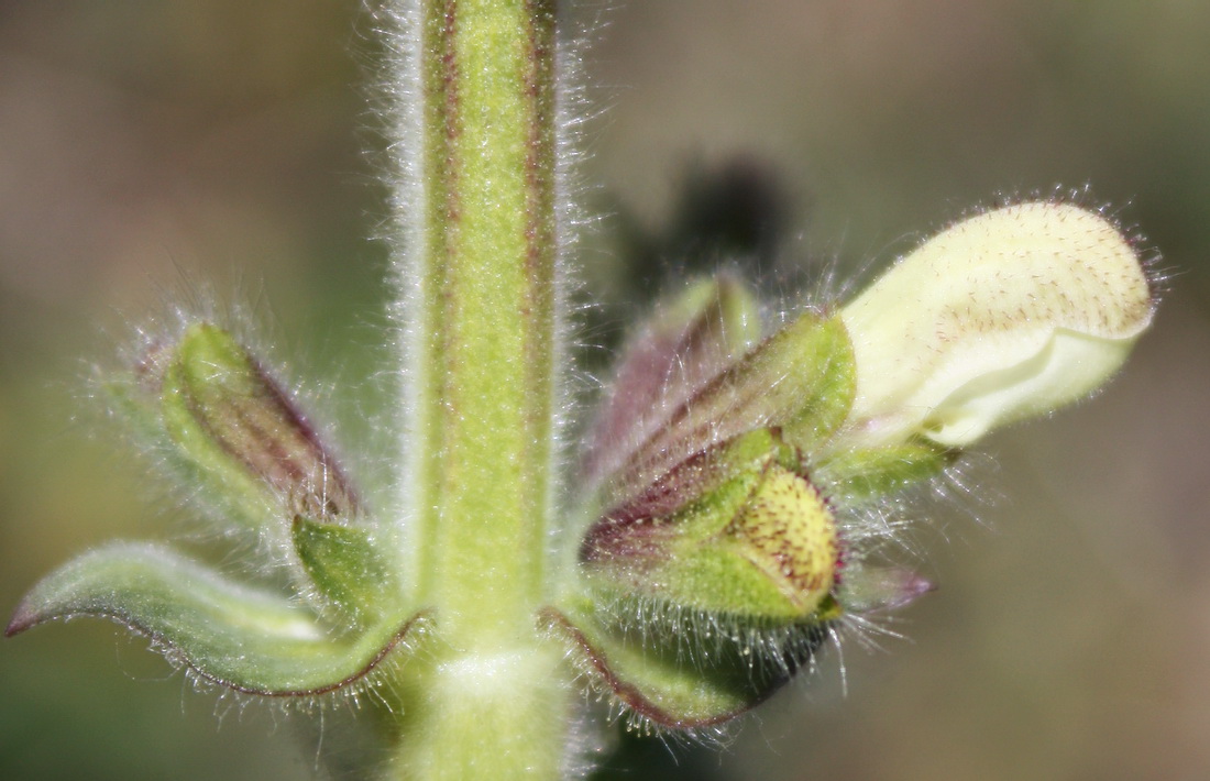 Изображение особи Salvia austriaca.