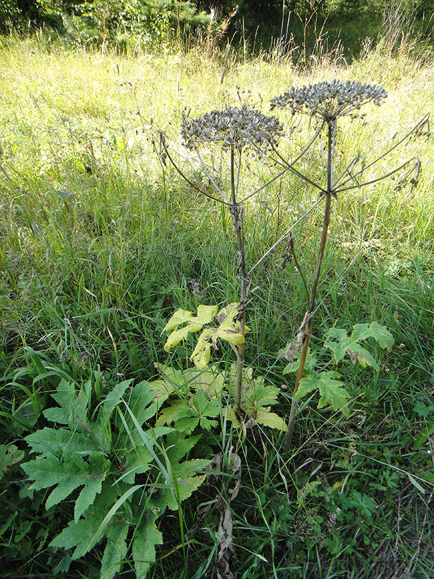 Image of genus Heracleum specimen.