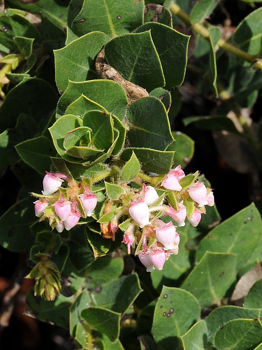 Image of Arctostaphylos imbricata specimen.