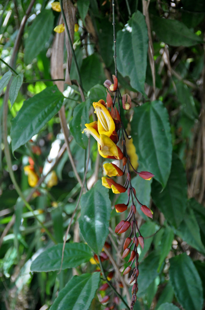 Image of Thunbergia mysorensis specimen.