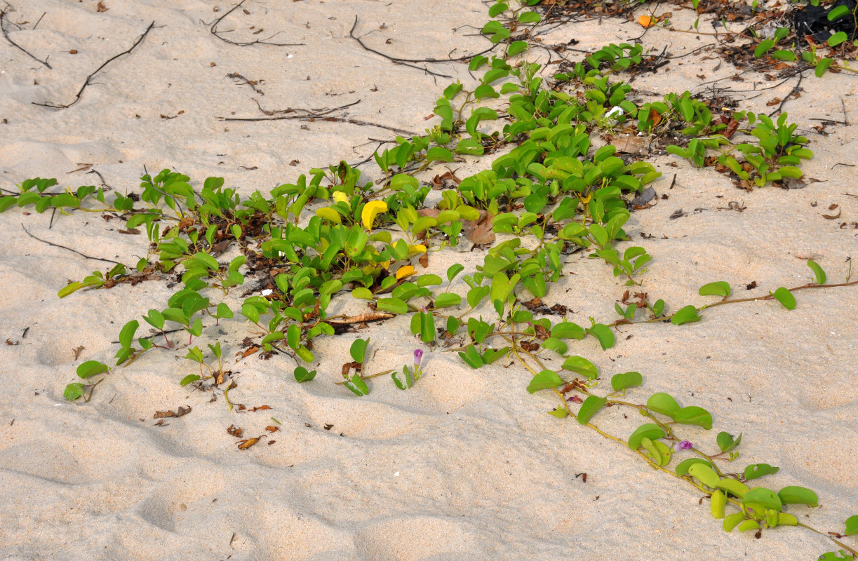 Image of Ipomoea pes-caprae specimen.