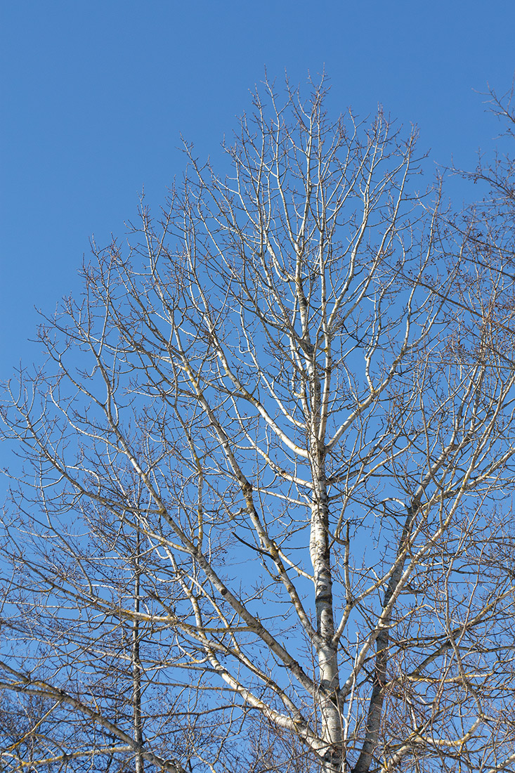 Image of Populus tremula specimen.