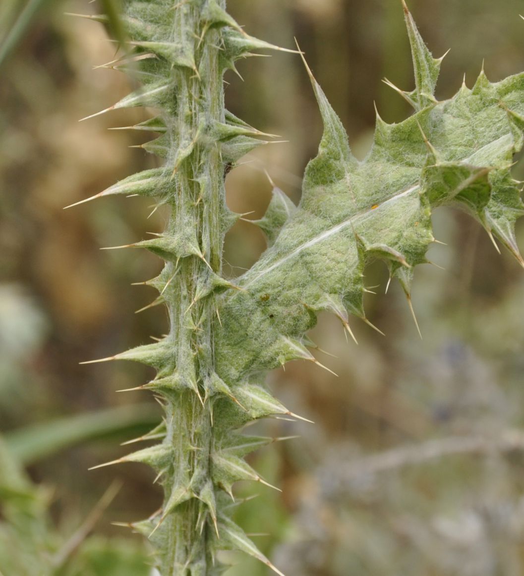 Image of Onopordum tauricum specimen.