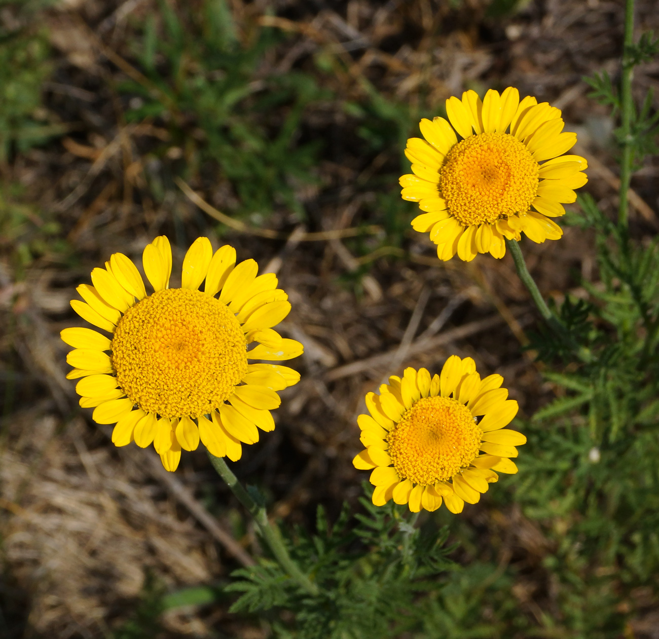 Image of Anthemis tinctoria specimen.