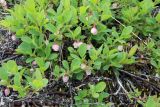 Vaccinium uliginosum subspecies microphyllum. Побеги цветущих растений. Мурманская обл., п-ов Рыбачий, ерниковая тундра. 29.06.2018.