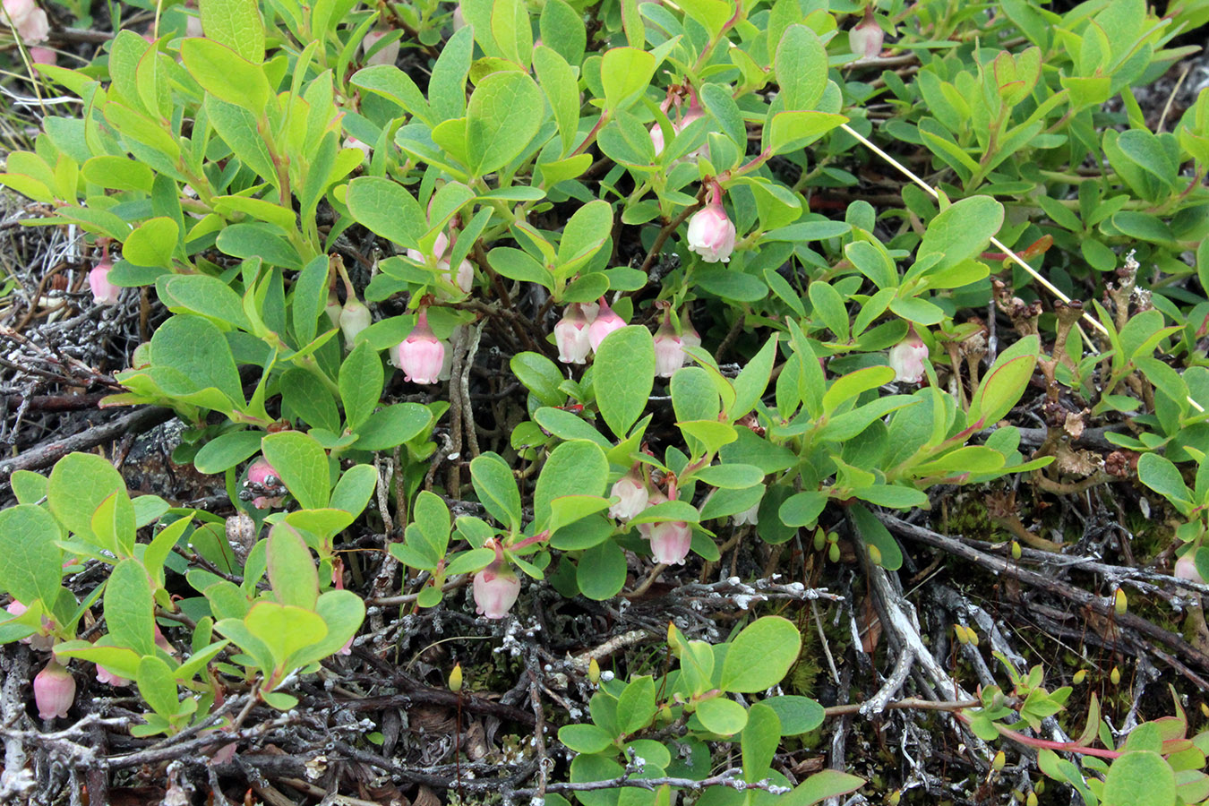 Изображение особи Vaccinium uliginosum ssp. microphyllum.