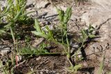 Sium latifolium