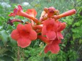 Campsis radicans