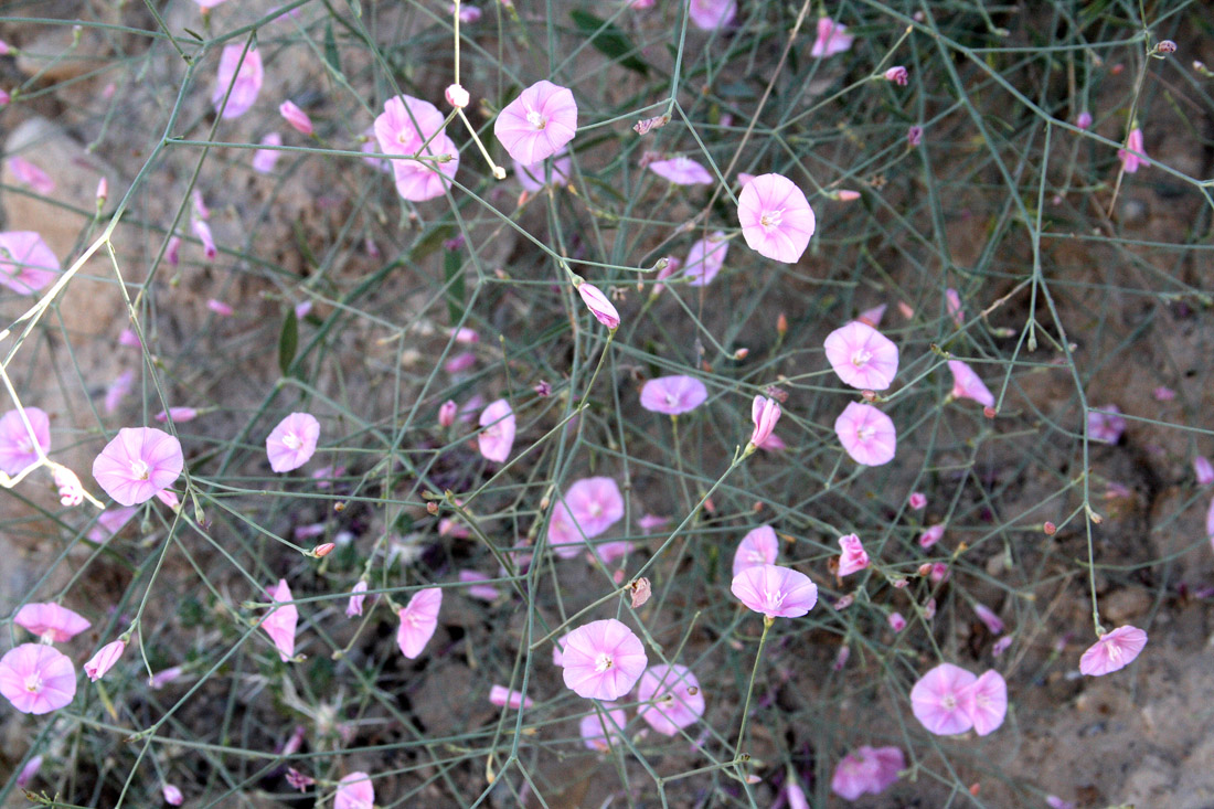 Изображение особи Convolvulus subhirsutus.