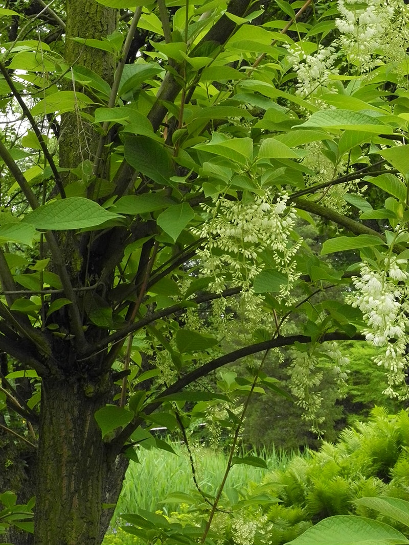 Image of Pterostyrax hispidus specimen.